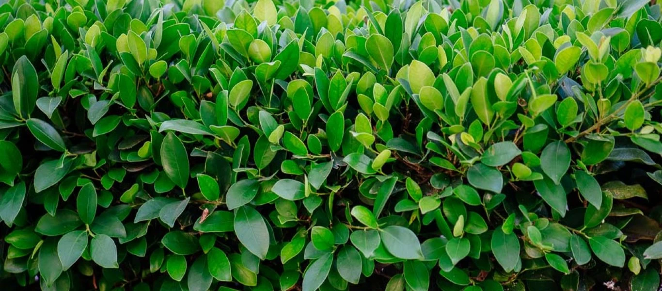 Αυτό το φυτό σώζει από τη νόσο Αλτσχάιμερ